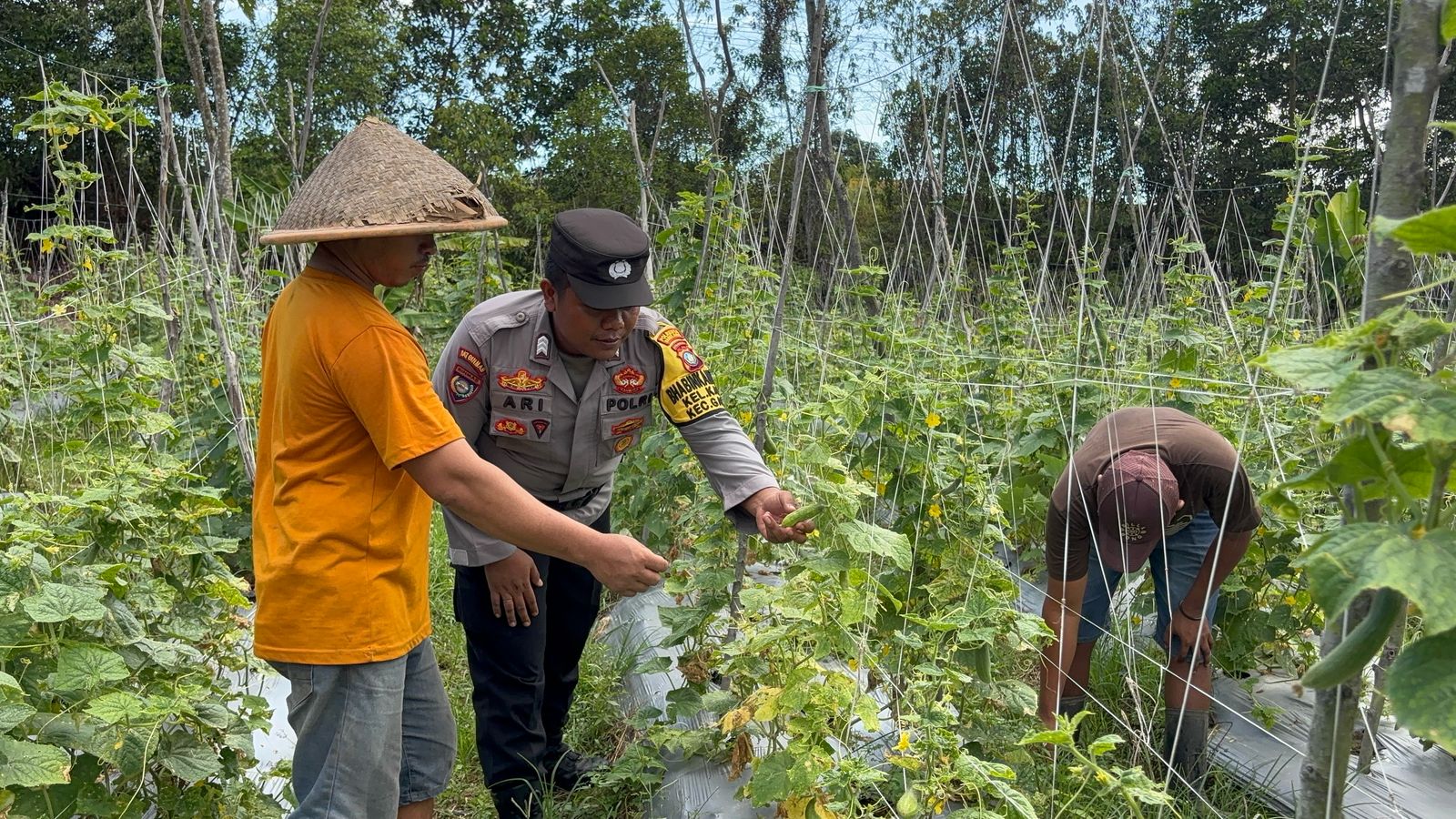 Bangun Kemandirian Pangan, Polsek Galang Gelar Aksi Nyata di Perkebunan Sembulang
