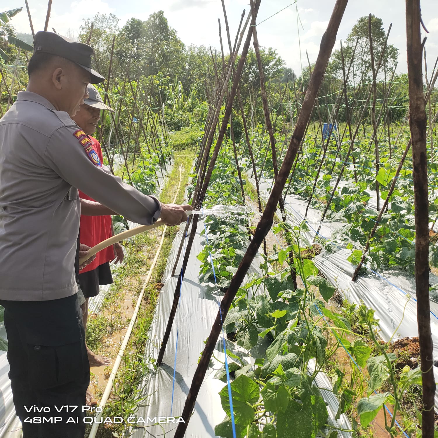Bhabinkamtibmas Kelurahan Kibing Dukung Program Ketahanan Pangan Lewat Pendampingan Petani Kacang Panjang