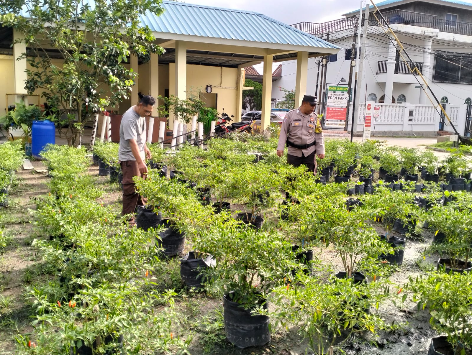 Bhabinkamtibmas Taman Baloi Tanam Cabai dan Sawi, Dorong Ketahanan Pangan Warga