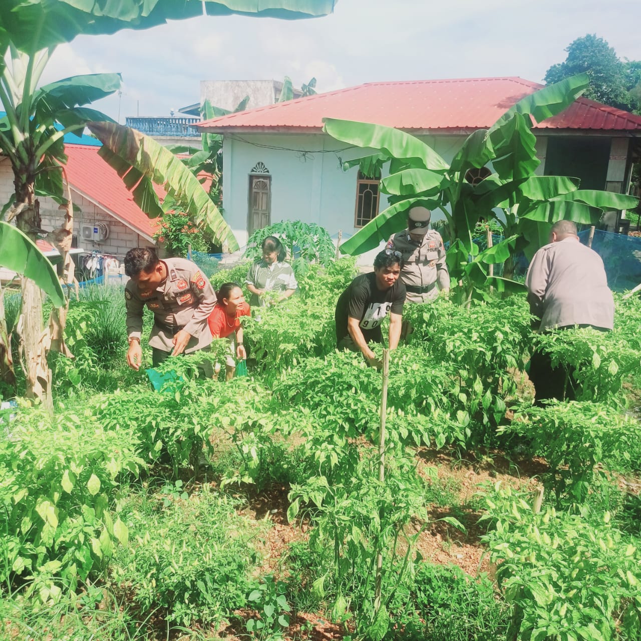 Polsek Bulang Ubah Lahan Tidur Jadi Ladang Pangan, Dukung Program Ketahanan Pangan Nasional