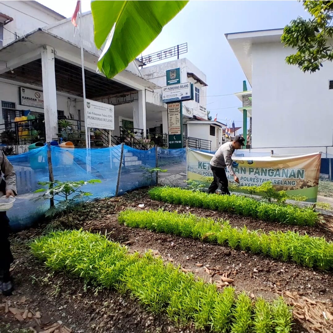 Panen Ketahanan Pangan Polsek Bulang: Wujud Dukungan Polri Terhadap Asta Cita Presiden Menuju Indonesia Emas 2045